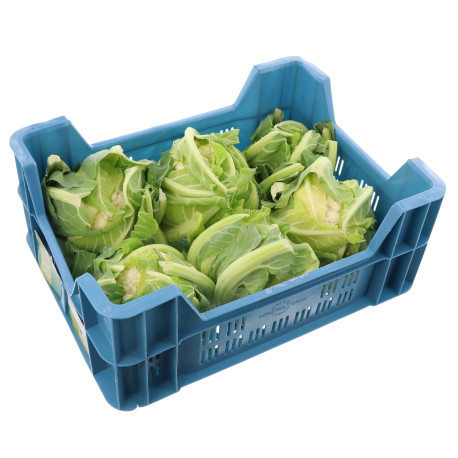 CHOU FLEUR PETIT 6PCS